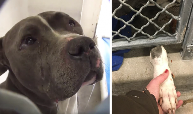 Pit bulls cry too. A pit bull abandoned by its owners began to cry in a shelter cage (11 photos)
