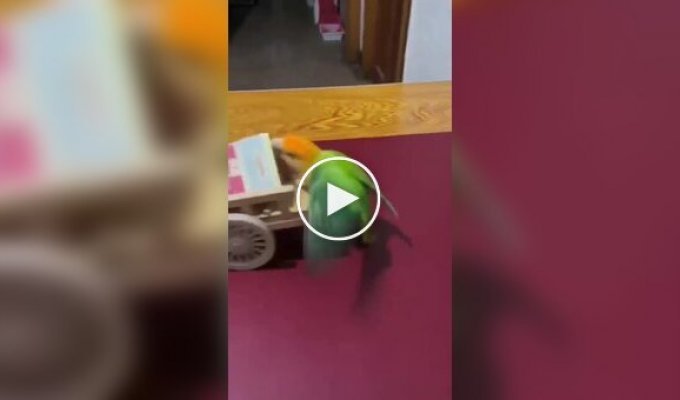Попугай курильщика