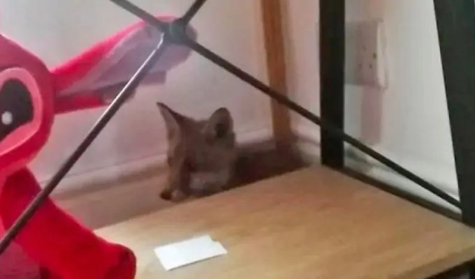 “Definitely not a cat”: a woman accidentally found out that she lived in the same room with a wild animal (3 photos)