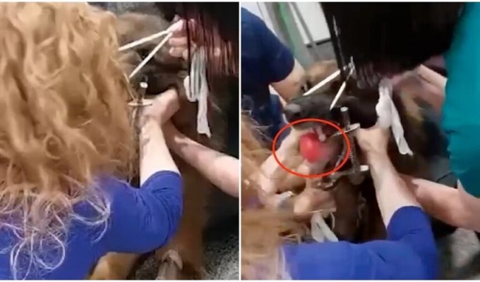 Veterinarians pulled a ball out of the throat of a shepherd dog (3 photos + 2 videos)