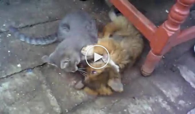 Грекоримская борьба котенка и щенка