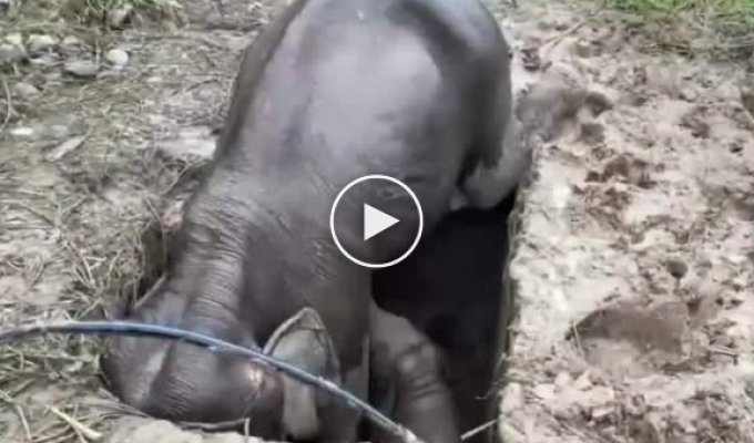 В Таиланде у мамы слонихи остановилось сердце, люди приложили максимальные усилия, чтобы она жила