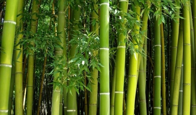 Почему бамбук растет так быстро? (2 фото)