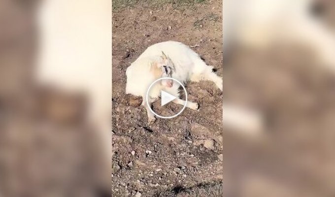 Рогатая любительница поспать
