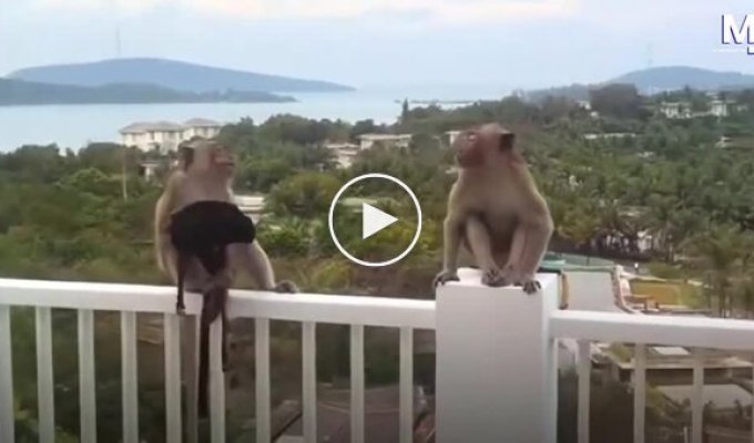 Банда обезьян устроила «модельный показ» на балконе отеля