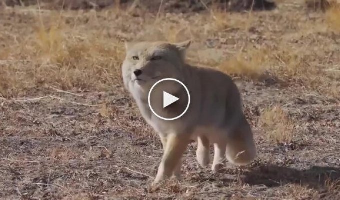 Вы когда-нибудь видели, как забавно ходит тибетская лиса