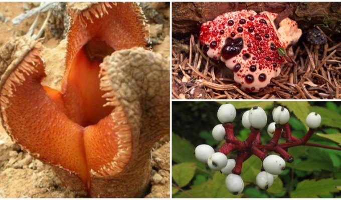 10 самых странных растений, которые способны вас удивить (11 фото)