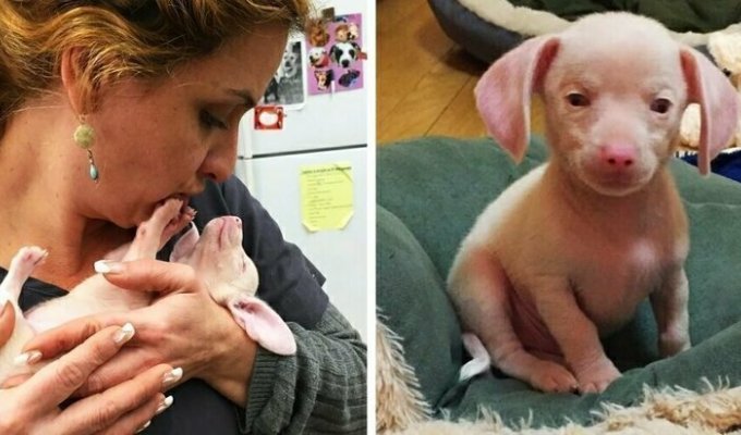 Розовый щенок по кличке Пятачок родился слепым и глухим. Но он вырос и стал помогать другим (13 фото)
