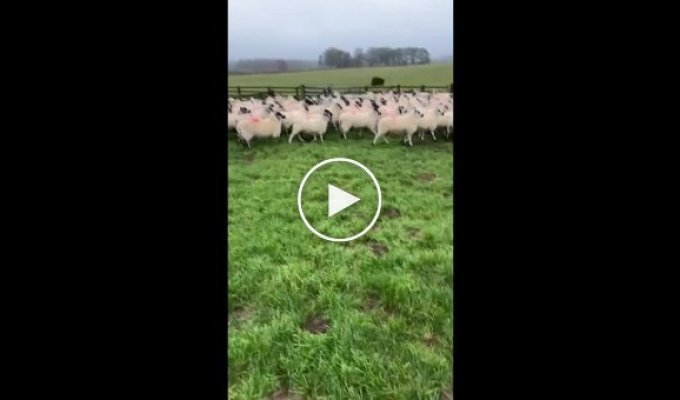 Маленькая девочка без особого труда загнала стадо овец в загон