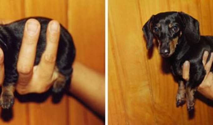 Щенки, выросшие во взрослых собак в стиле 'до и после' (23 фото)