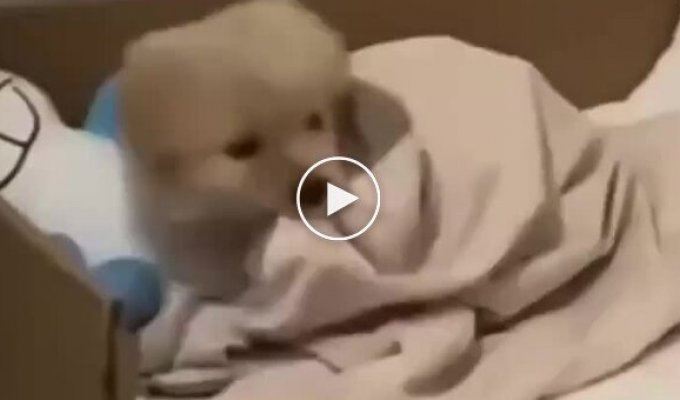 Щенок не захотел вставать со своей кровати