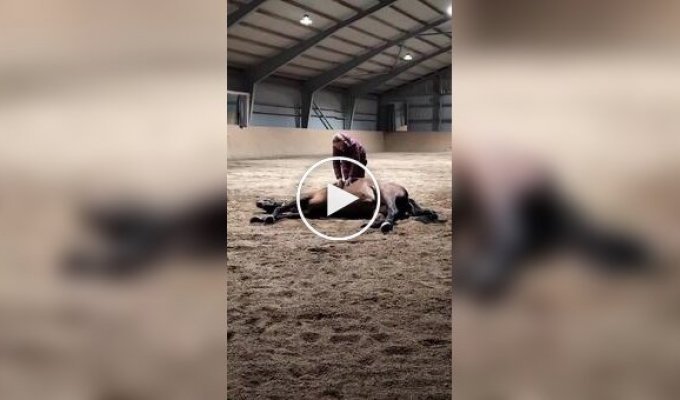 A girl from Sweden helped a horse solve a gas problem