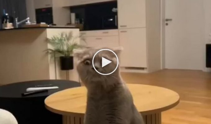 Реакция кота на запах от носка хозяина