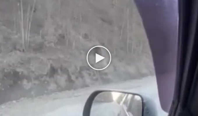 In Primorye, a motorist witnessed a bearish family drama