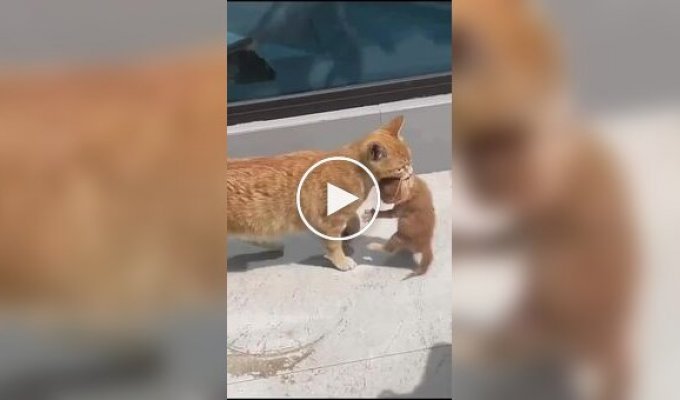 Для мамы нет препятствий