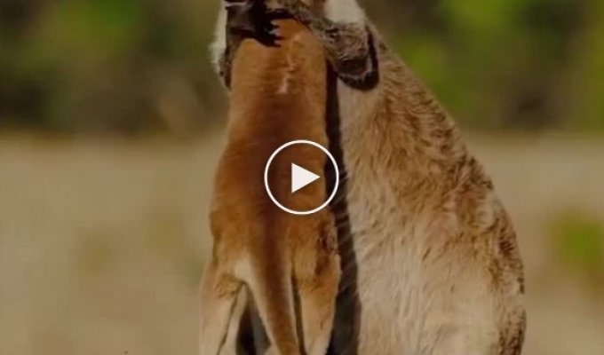 Мілота дня: приємні обіймашки кенгуру