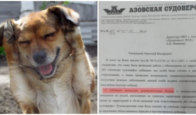 «Азовская судоверфь» отчиталась мэрии о воспитательных беседах с бездомными собаками (4 фото)