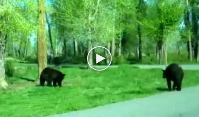 Медведи развлекаются