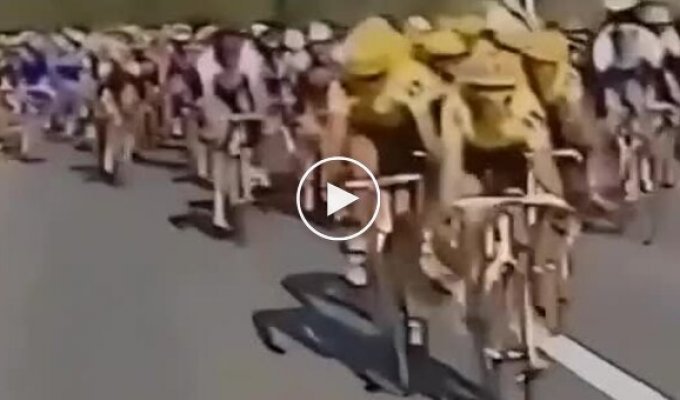 Свободный конь решил пробежать вместе с велосипедистами