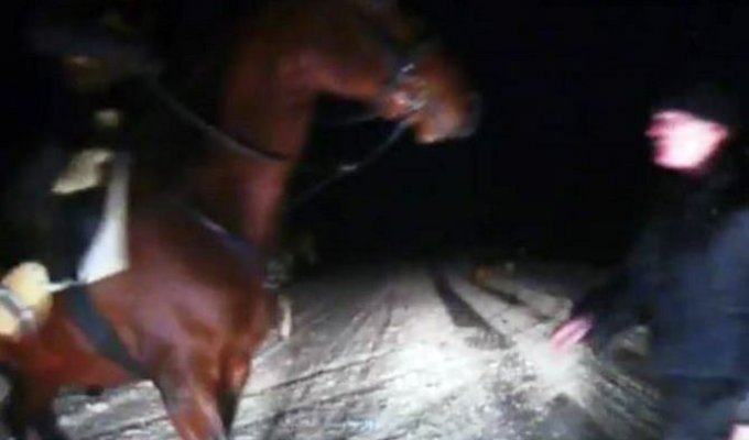 Под Тулой всадники на лошадях напали на водителя и его жену (5 фото + 1 видео)
