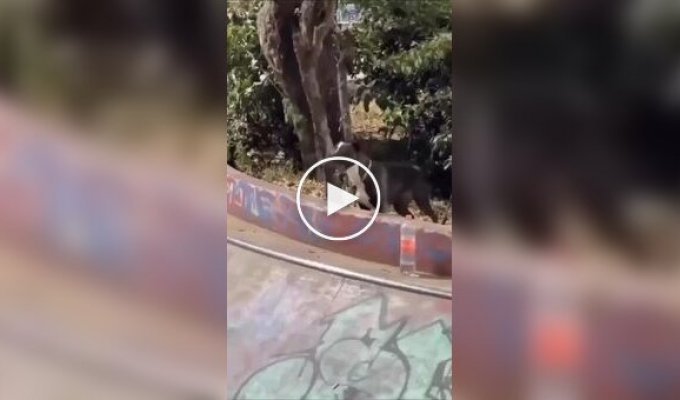 Собака спровокував кілька падінь у скейт-парку