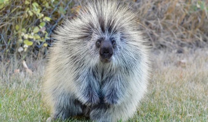 Поркупин: смертельно опасный зверь, о котором мало кто знает (14 фото)