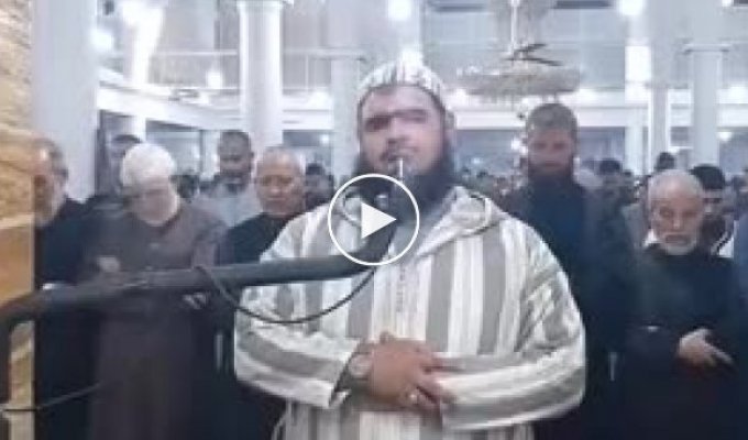 Muslim cat at prayer