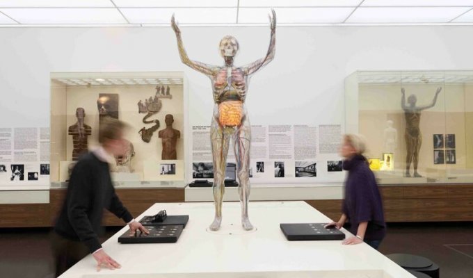 Стеклянная женщина в немецком музее гигиены (6 фото)