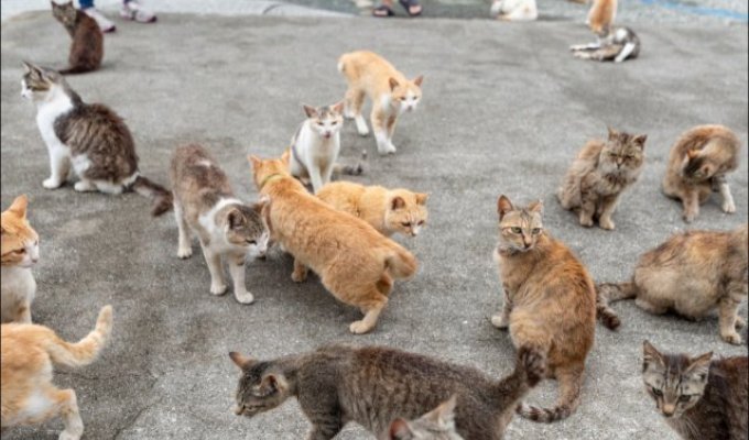 There are more cats than people on Ehime Island in southern Japan (9 photos + video)