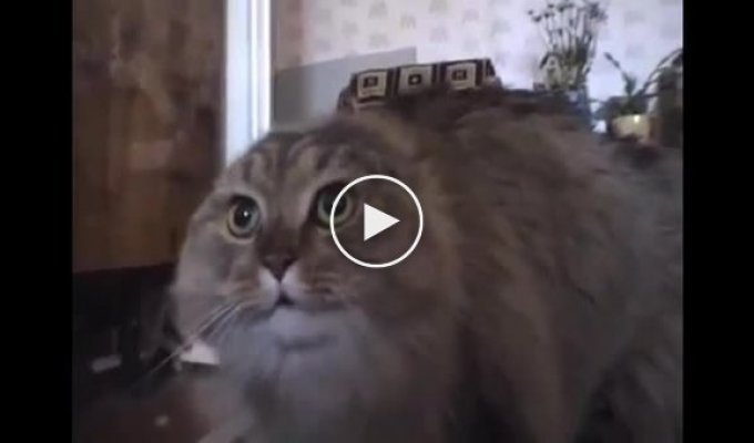 Микс из недавнего ролика с говорящим котом