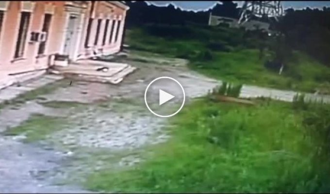 In Primorye, a tiger dragged a dog