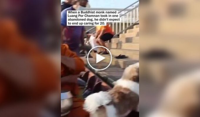 In Thailand, a monk became the guardian of 20 homeless puppies