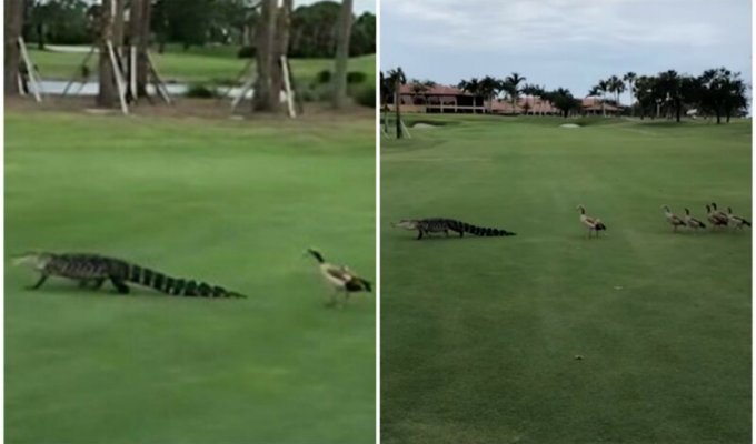Гуси прогнали наглого аллигатора с поля для гольфа (3 фото + 1 видео)
