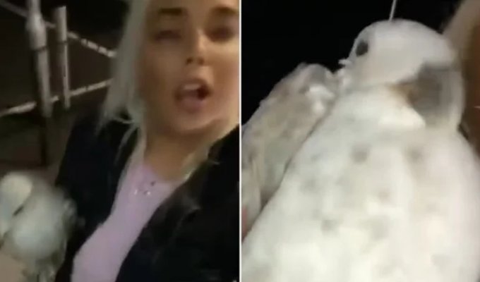 Пьяная девушка принесла домой чайку, а после выяснила, что у неё птичий грипп (2 фото + 1 видео)
