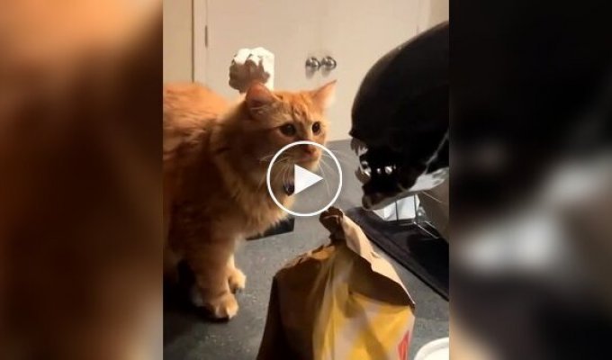 A cat’s reaction to a bucket of popcorn in the form of a xenomorph head