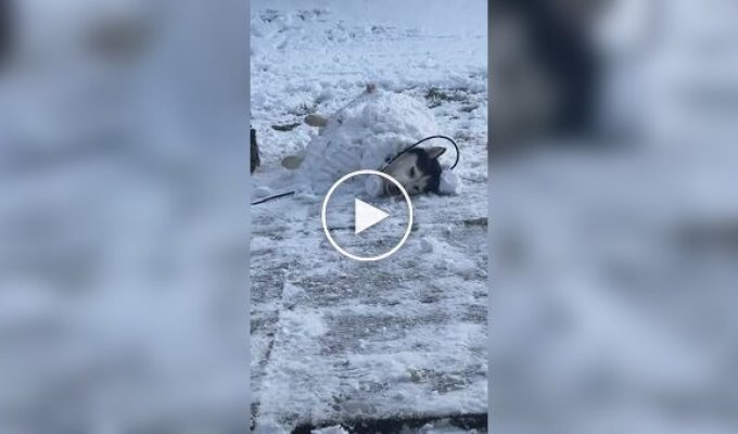 Пес позволил хозяину себя закопать