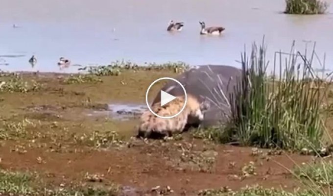 The hyena crept up to the carcass, and then barely escaped the hippopotamus it had bitten: video