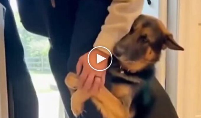 Пес не хочет отпускать хозяина на работу