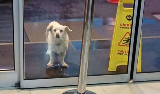 Верный пес прождал хозяина у больницы шесть дней (2 фото)