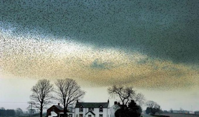 Воздушные танцы тысяч скворцов в небе над Шотландией (9 фотографий)