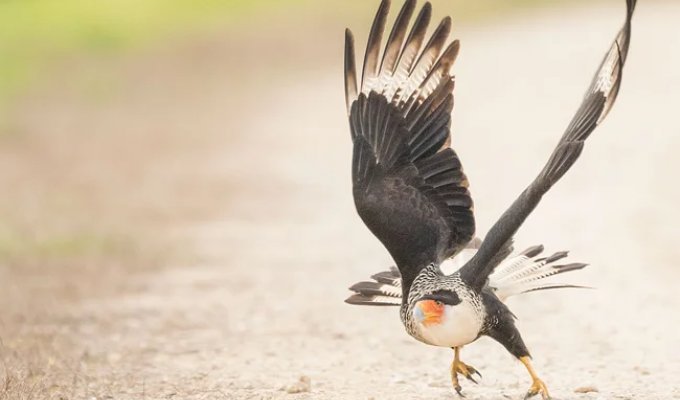 Caracara: the largest falcons refuse to fly and actively increase their intelligence (10 photos)