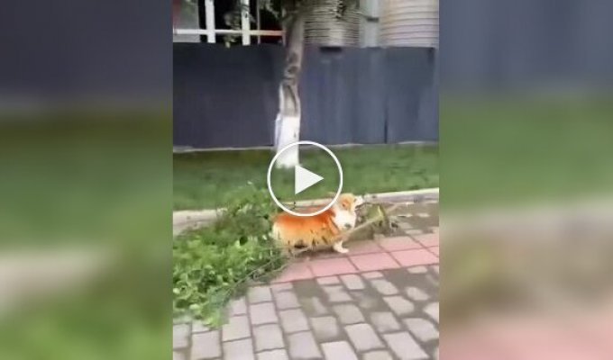 Пес остался без добычи