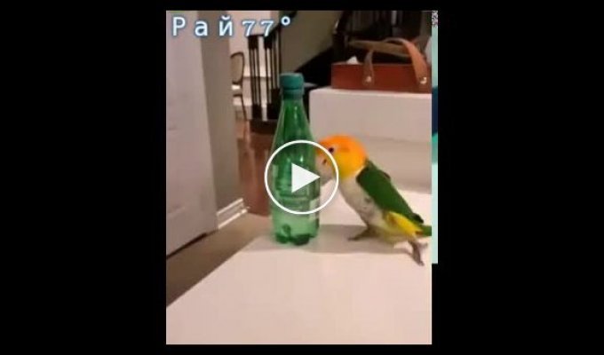 Папуга, що очищає свій життєвий простір на столі