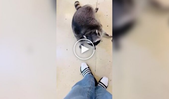 Приключения упитанного енота-полоскуна