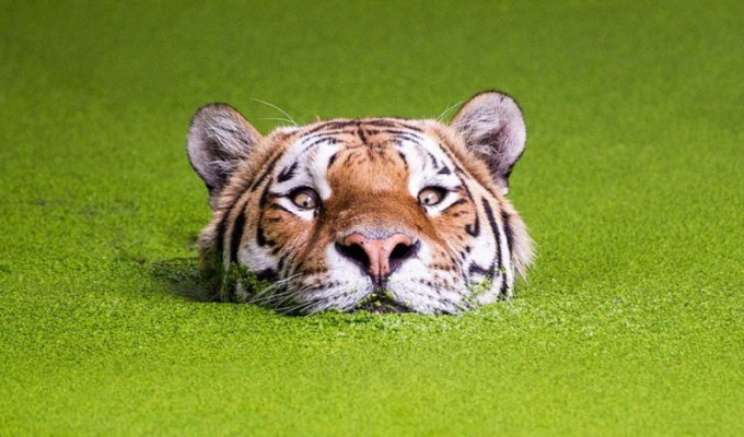 Тигры и их дикий животный магнетизм (22 фото)