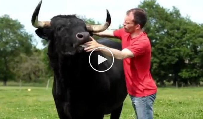 Beautiful friendship between a farmer and a bull saved from death in the bullring