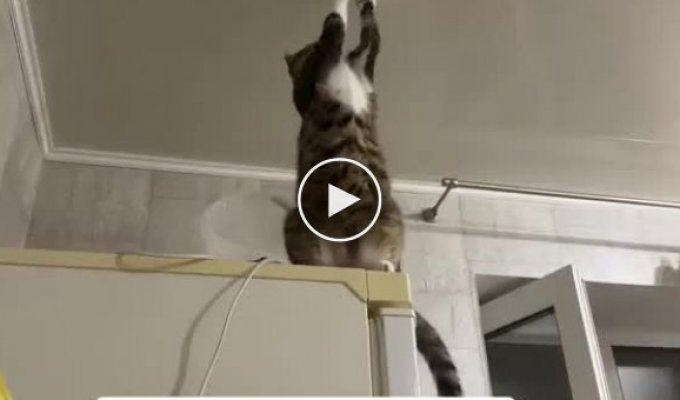 An unusual electrician with paws