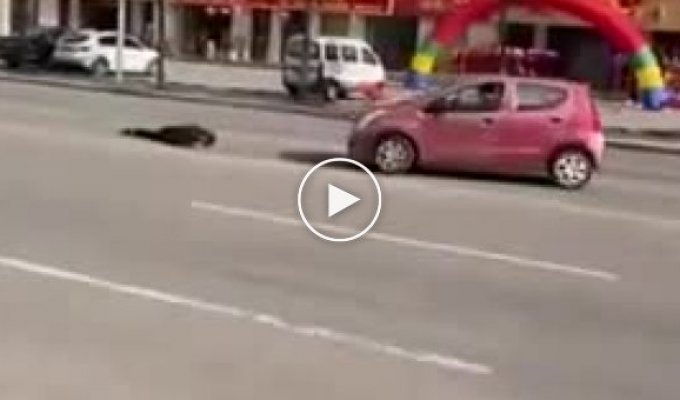 Неадекватный парень, который зачем-то кидается на машины и демонстративно падает на асфальт