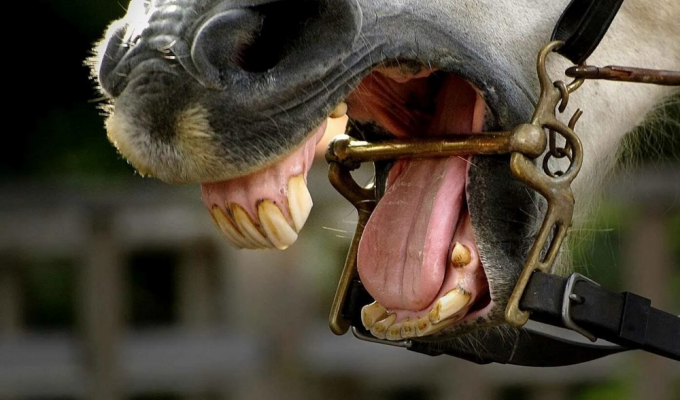 Does a bit in a horse's mouth hurt? (6 photos)