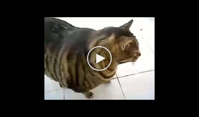 Толстый, толстый кот